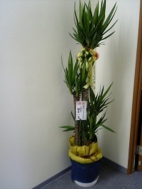 皆さんありがとうございます。