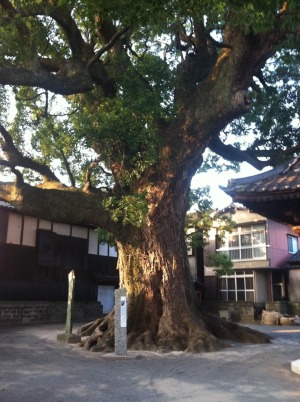 安長寺のクスノキ