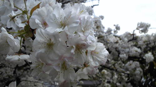 きれいな桜